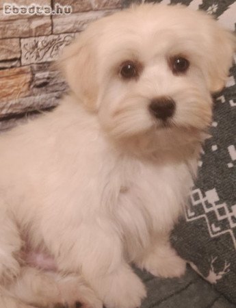 Bichon havanese kisfiú