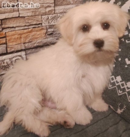 Bichon havanese kisfiú