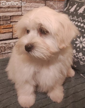 Bichon havanese kisfiú