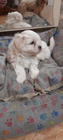 Bichon Havanese