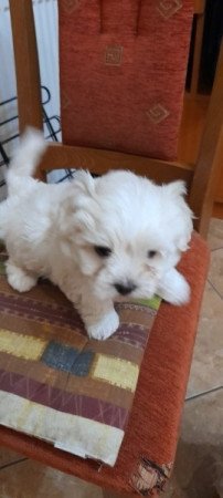 Bichon Havanese