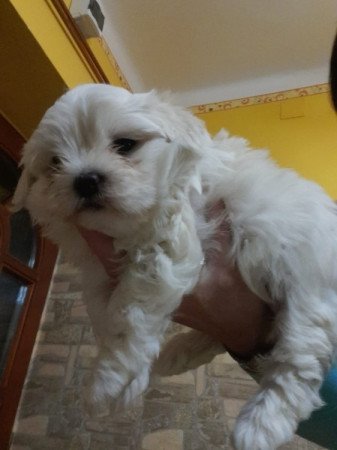 Bichon Havanese