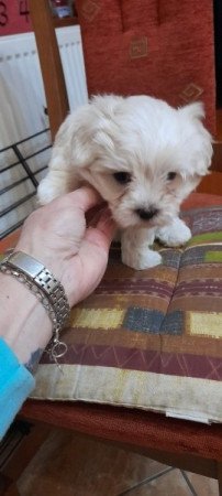 Bichon Havanese