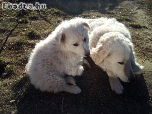 Kuvasz kölykök eladók