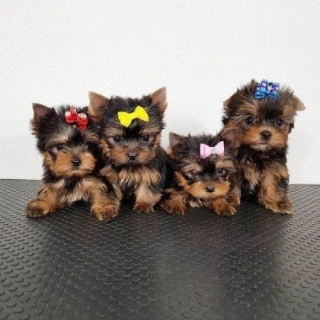 Yorkshire terrier