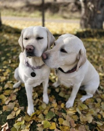 Labrador retriever