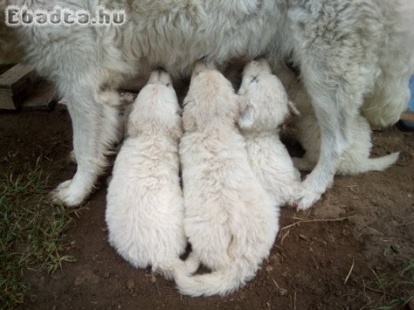 Kuvasz kölykök eladók