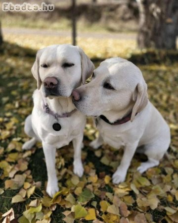 Minőségi Labrador retriever kiskutyák.