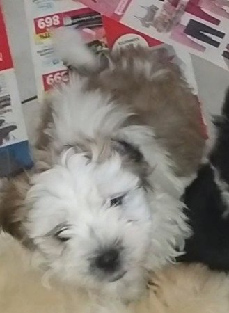 Bichon havanese