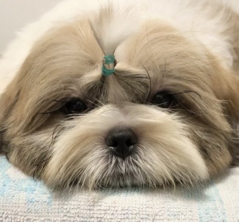 shi tzu