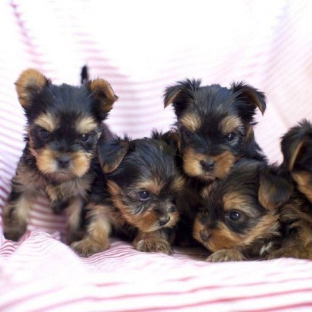 Yorkshire terrier