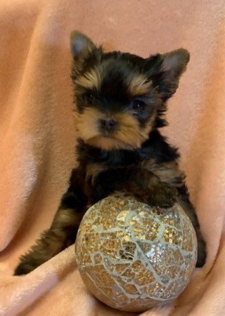 Yorkshire terrier