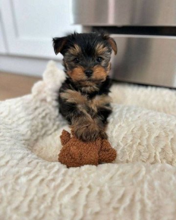 Yorkshire terrier