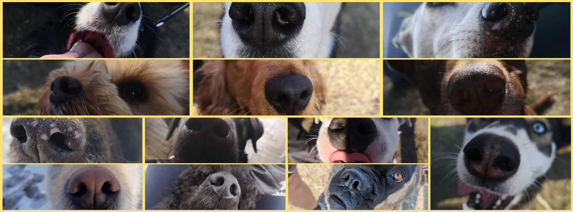 Hód-Dog Center kutyaiskola