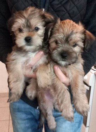 Yorki x Havanese Keverék