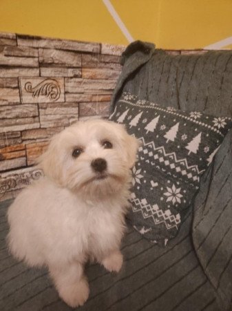 Bichon havanese