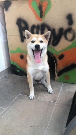 Shiba inu