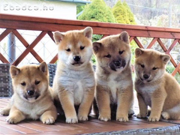 eladó shiba inu kiskutyák