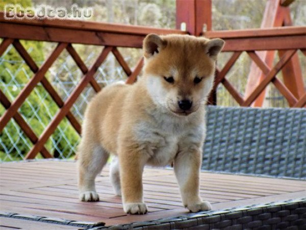 eladó shiba inu kiskutyák