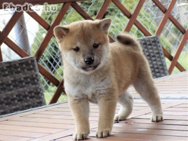 eladó shiba inu kiskutyák