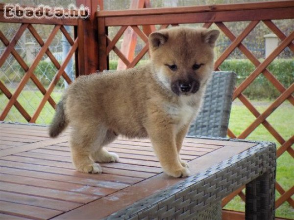 eladó shiba inu kiskutyák