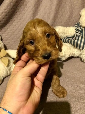 Cocker spániel uszkár cockapoo cavapoo