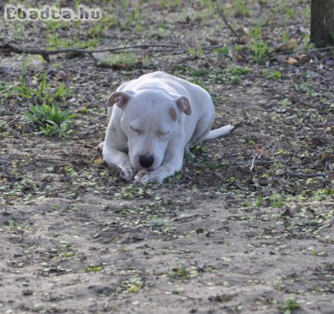 Amstaff kiskutyák eladók