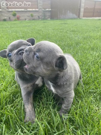 Francia bulldog kiskutyák eladók