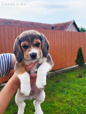 Fajtiszta Beagle kutyusok