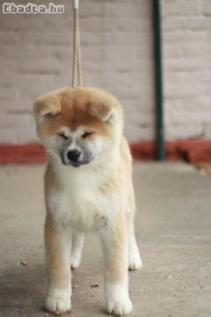 Japanese Akita puppies