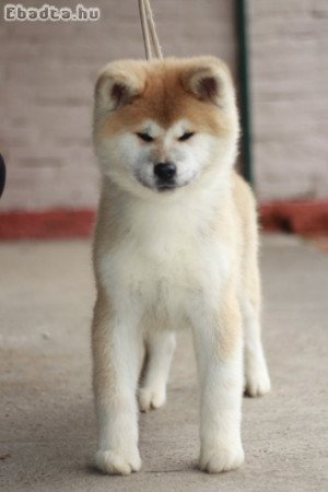 Japanese Akita puppies