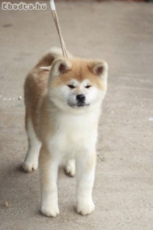 Japanese Akita puppies