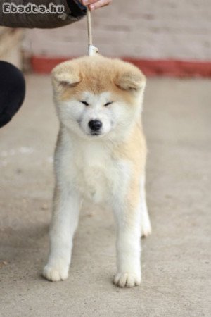 Japanese Akita puppies