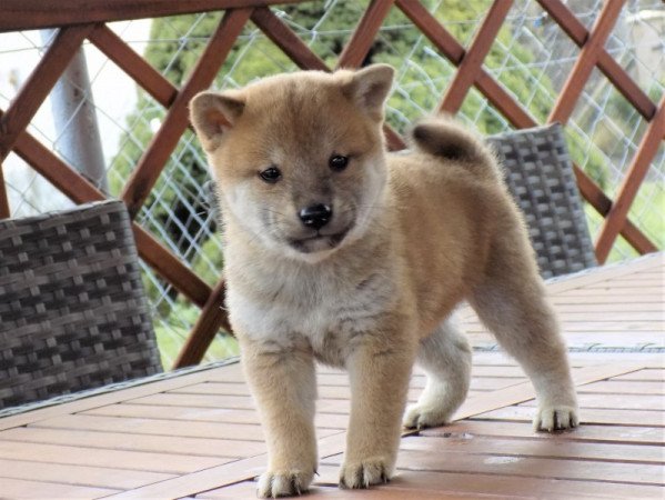 shiba inu