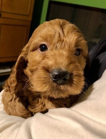 Cocker spániel uszkár cavapoo cockapoo