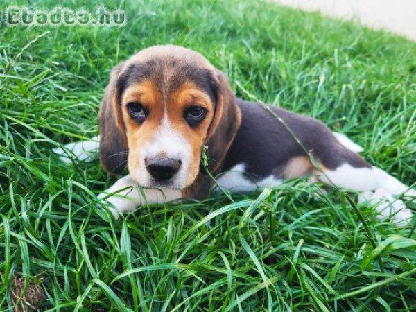 Fajtiszta Beagle kutyusok