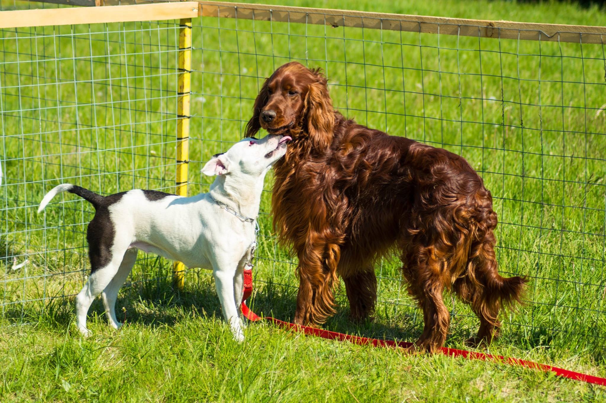 Algyő Kutyás Egyesület kiképző pálya