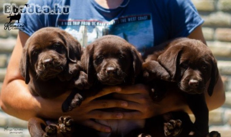 Labrador retriever puppies