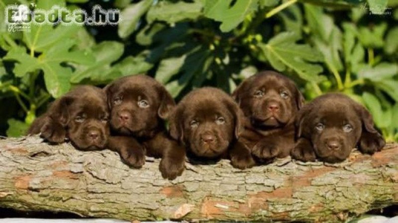 Labrador retriever puppies