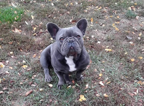 Francia bulldog