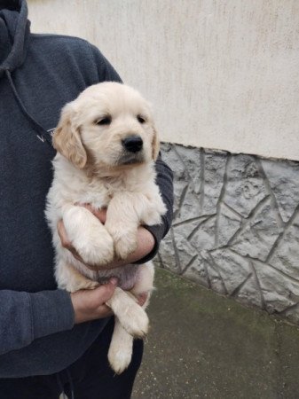 Golden retriever