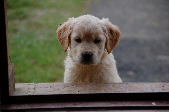 Golden retriever