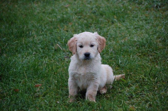 Golden retriever