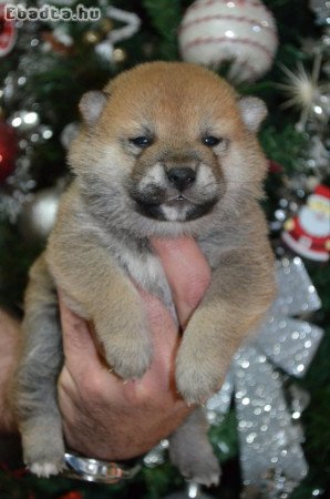 Shiba inu puppies