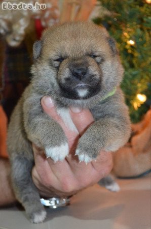 Shiba inu puppies