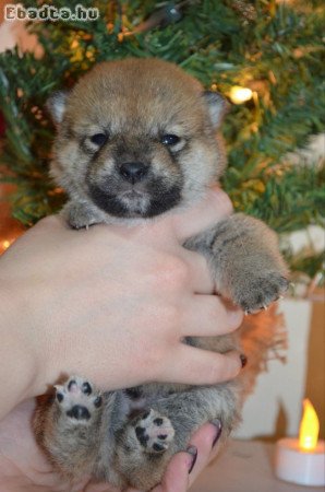 Shiba inu puppies