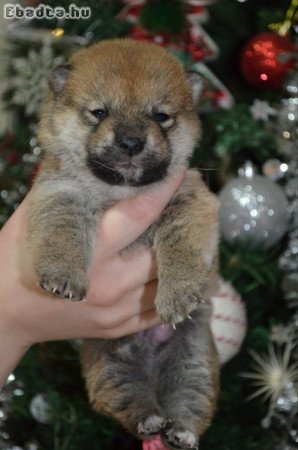 Shiba inu puppies