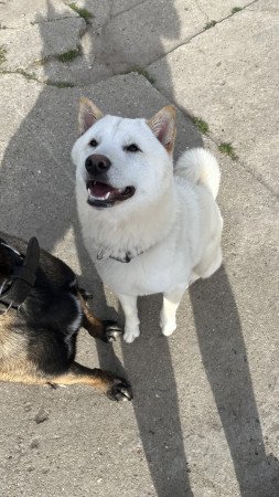 Japán Akita Inu