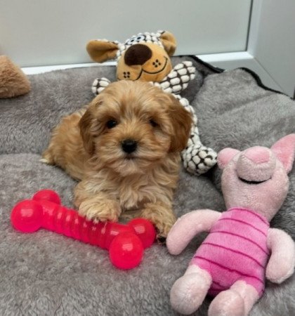 Maltipoo