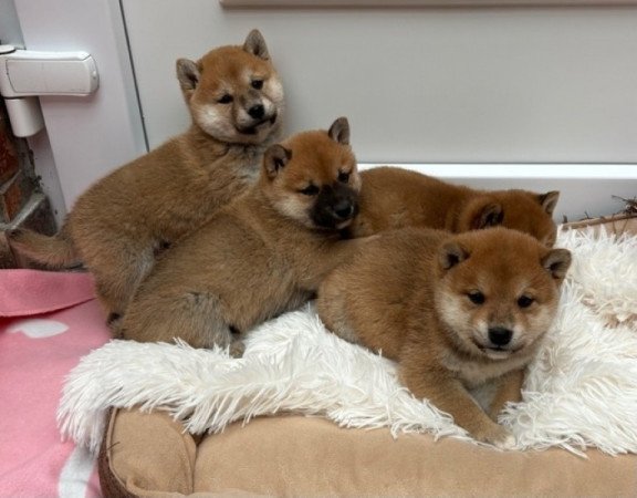 Shiba inu